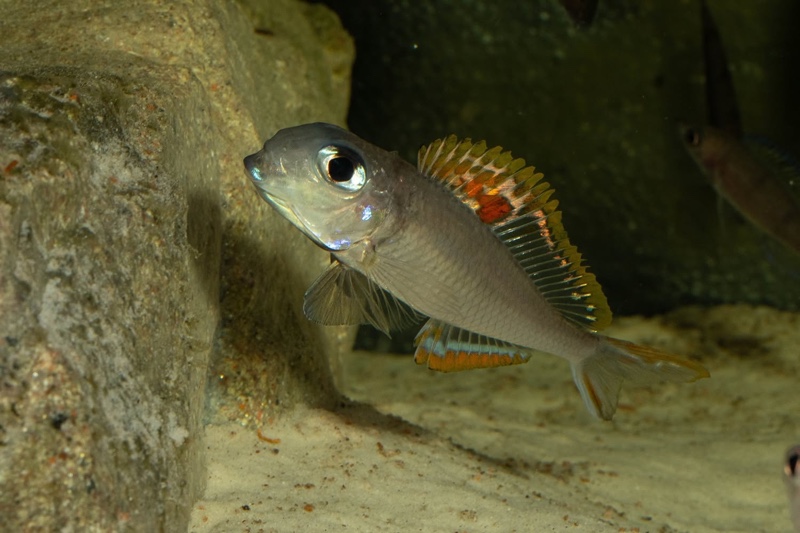 Xenotilapia nigrolabiata 'Chituta Bay'